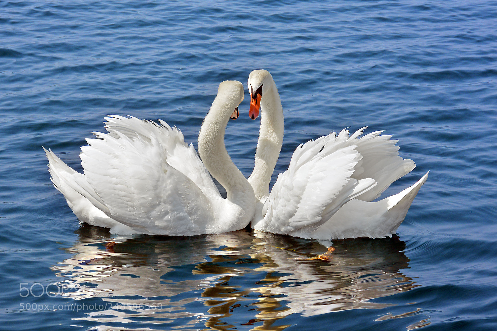 Nikon D7100 sample photo. La danza dell'amore photography