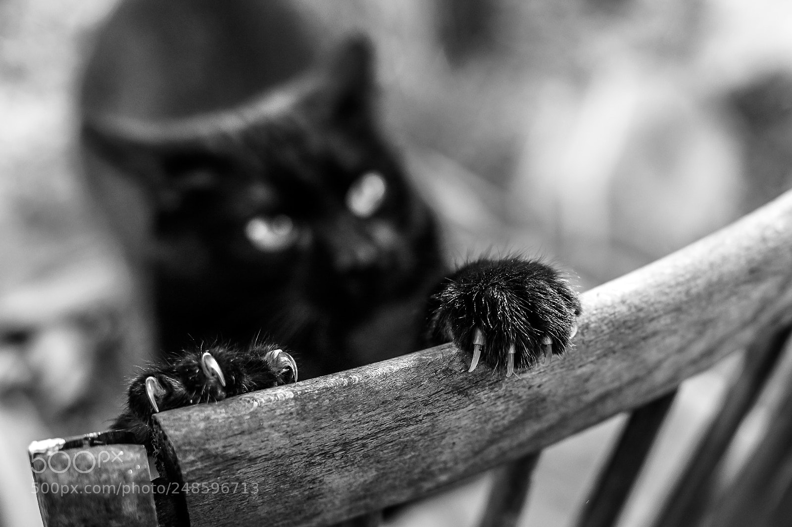 Canon EOS 5D sample photo. Paws photography