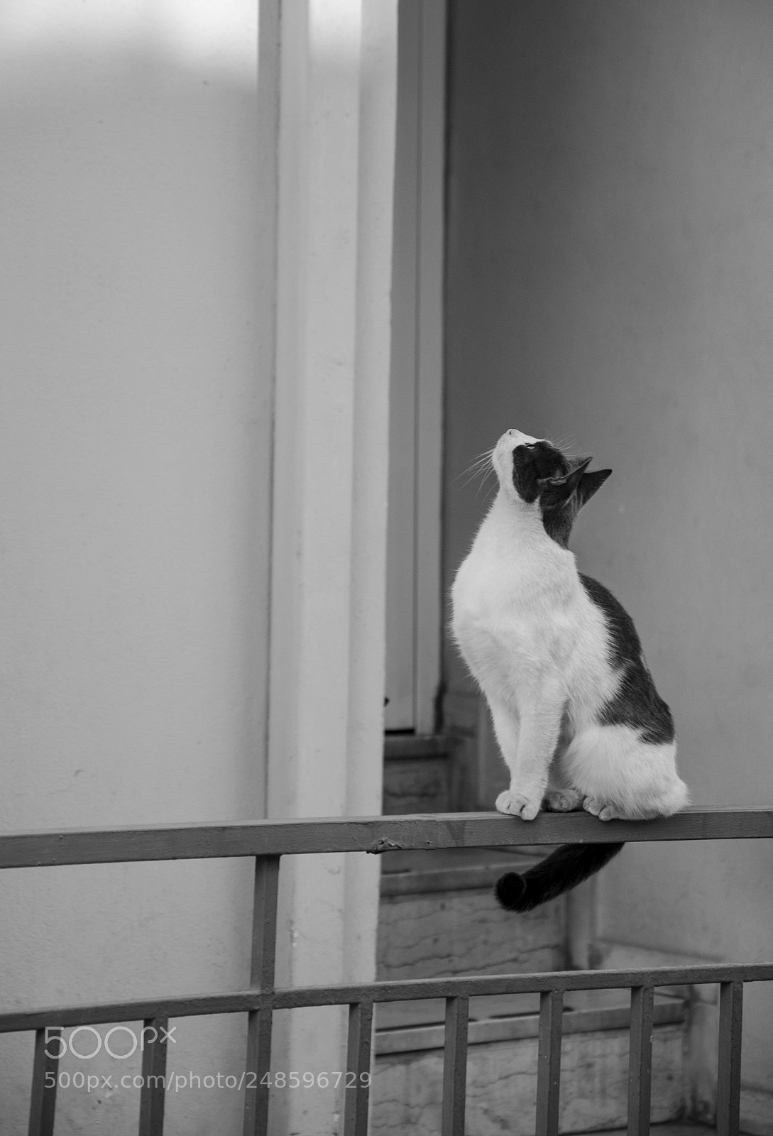 Nikon D5100 sample photo. B&w cat photography