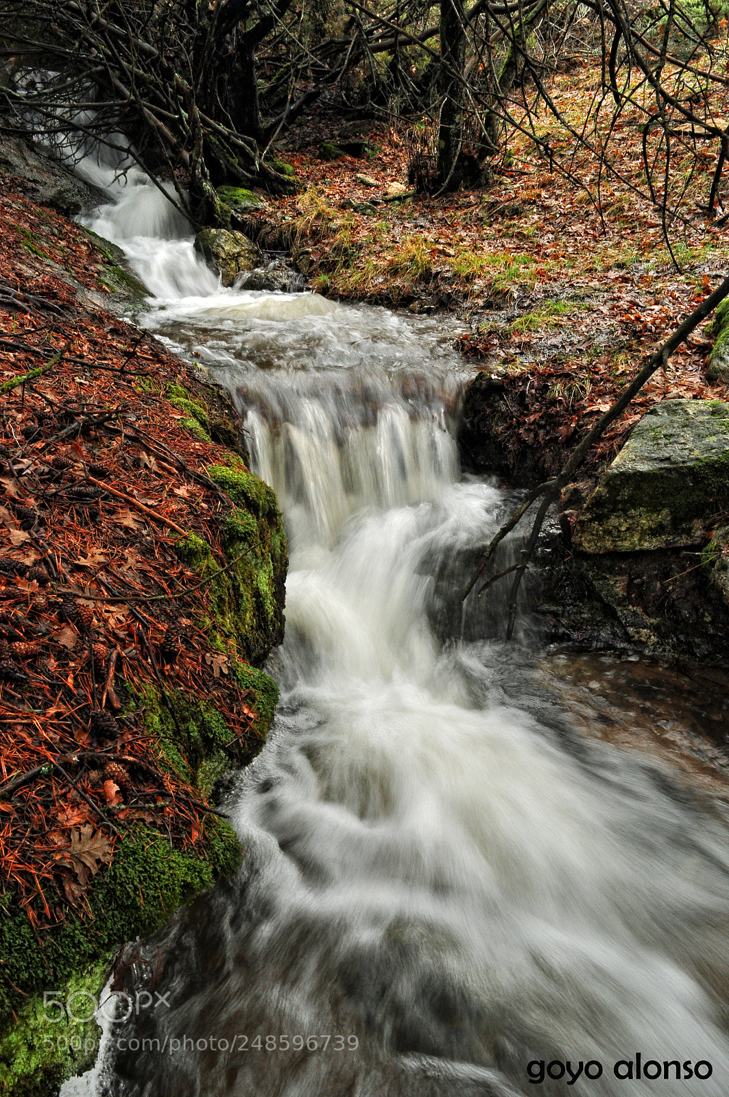 Nikon D5000 sample photo. Agua viva photography