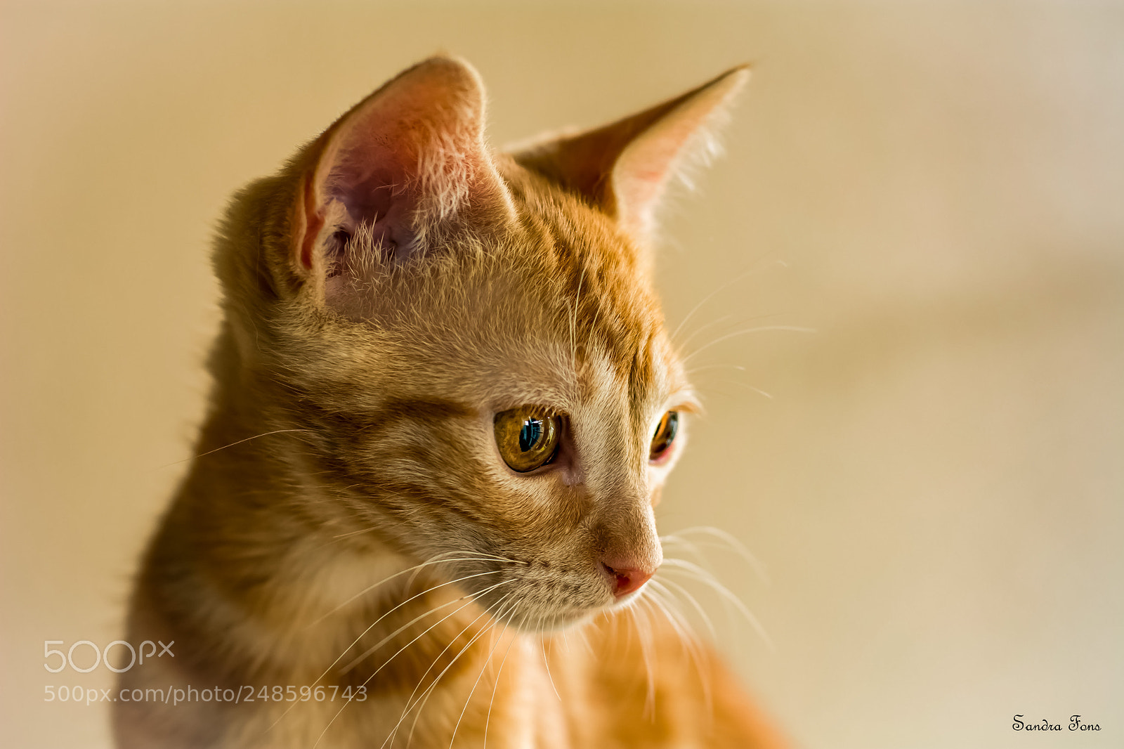 Nikon D7100 sample photo. Una linda gatita photography