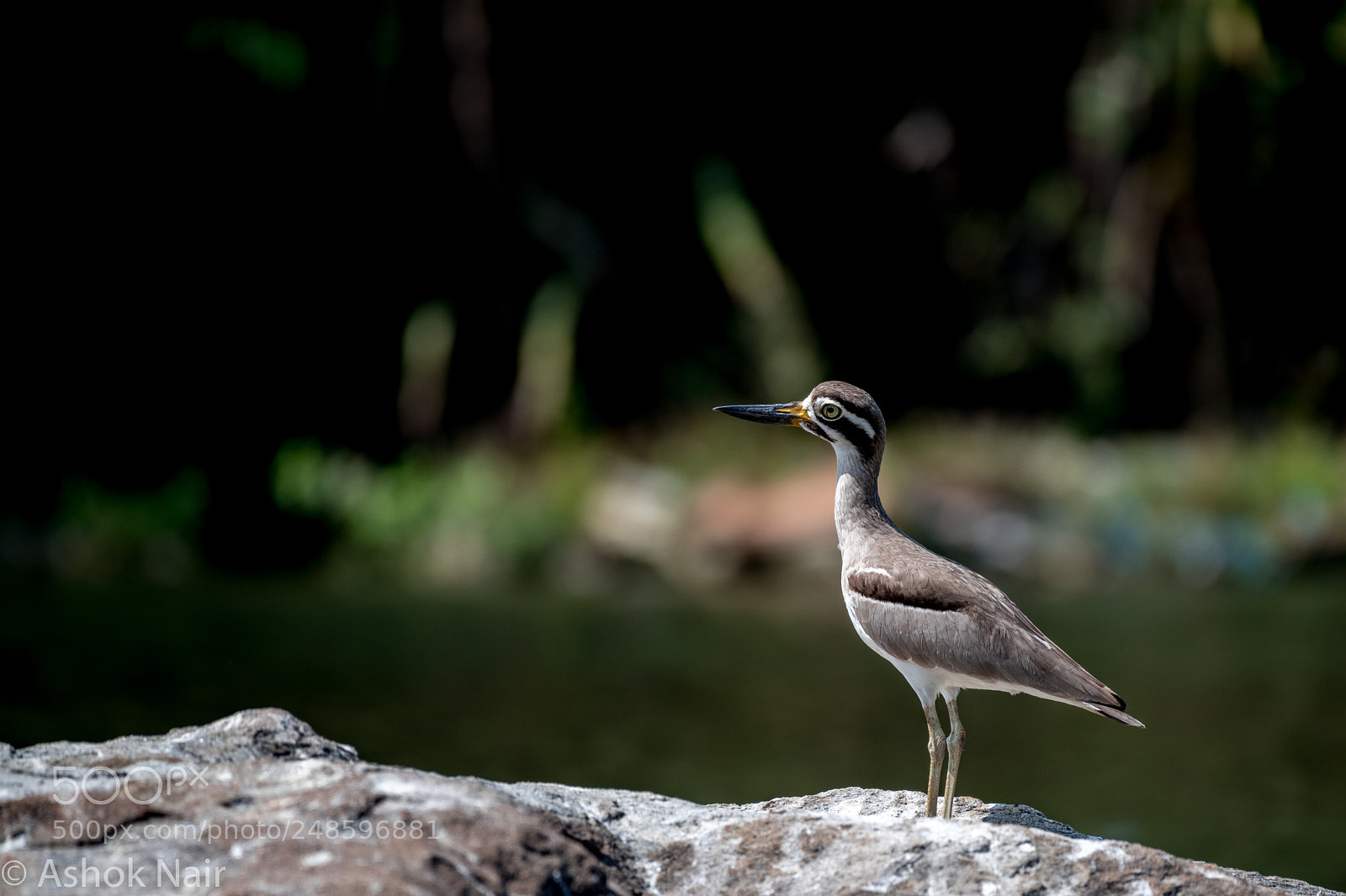 Nikon D850 sample photo. Great stone plover or photography