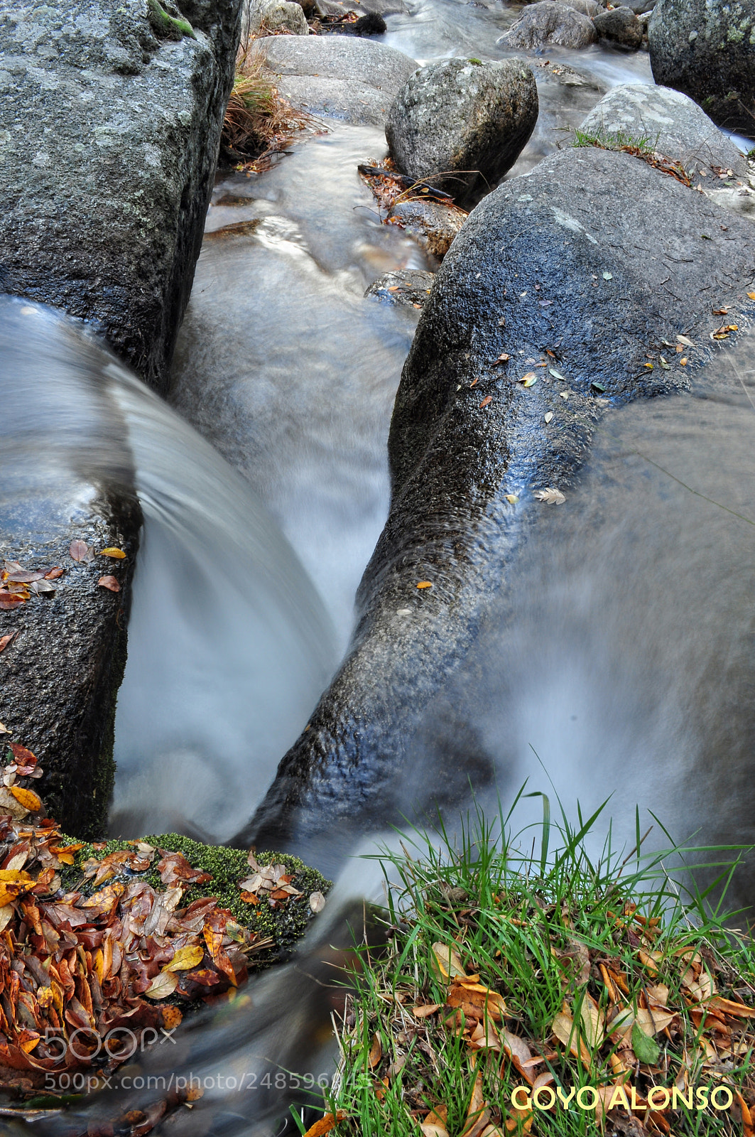 Nikon D5000 sample photo. Agua viva photography
