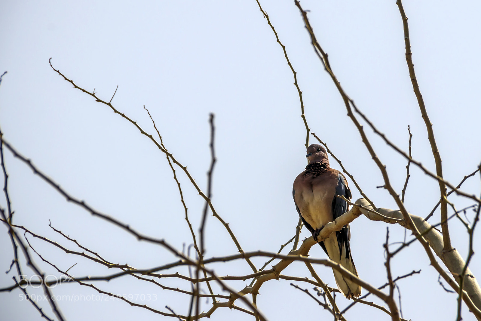 Canon EOS 80D sample photo. The dove sits on photography