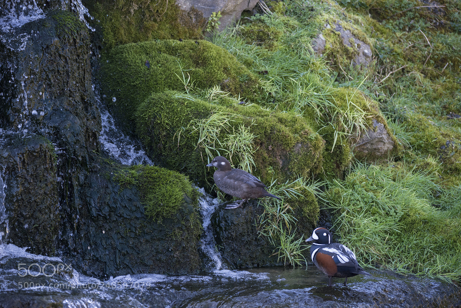Nikon D800 sample photo. Pair of male and photography