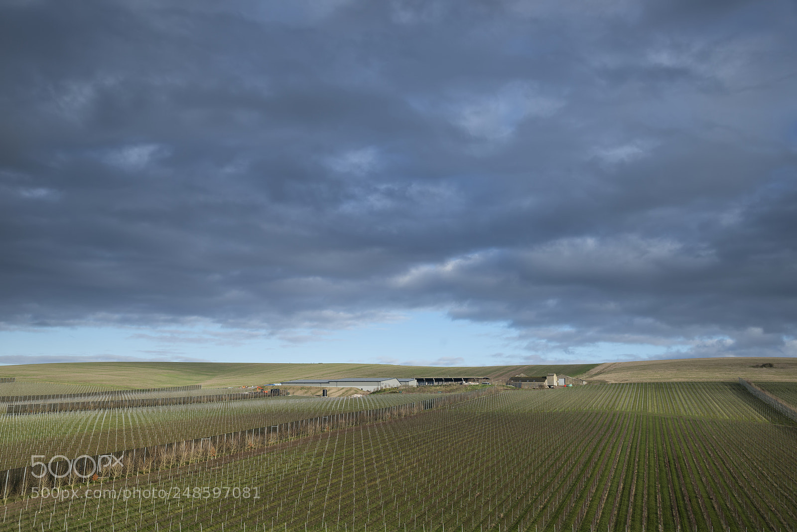 Nikon D800 sample photo. Landscape image of vineyard photography
