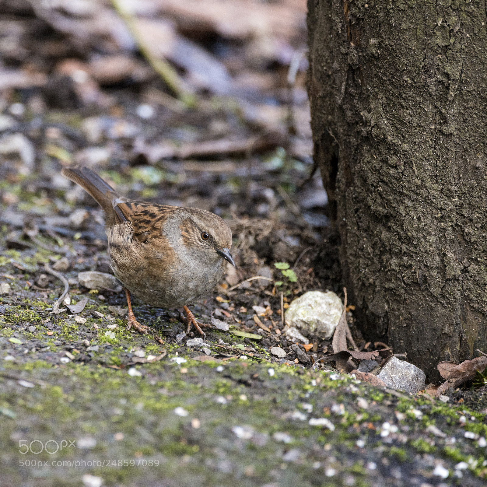 Nikon D800 sample photo. Lovely dunnock prunella modularis photography