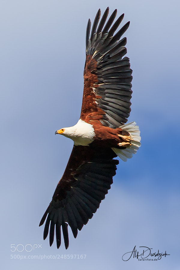 Canon EOS 7D Mark II sample photo. Der flug des adlers photography