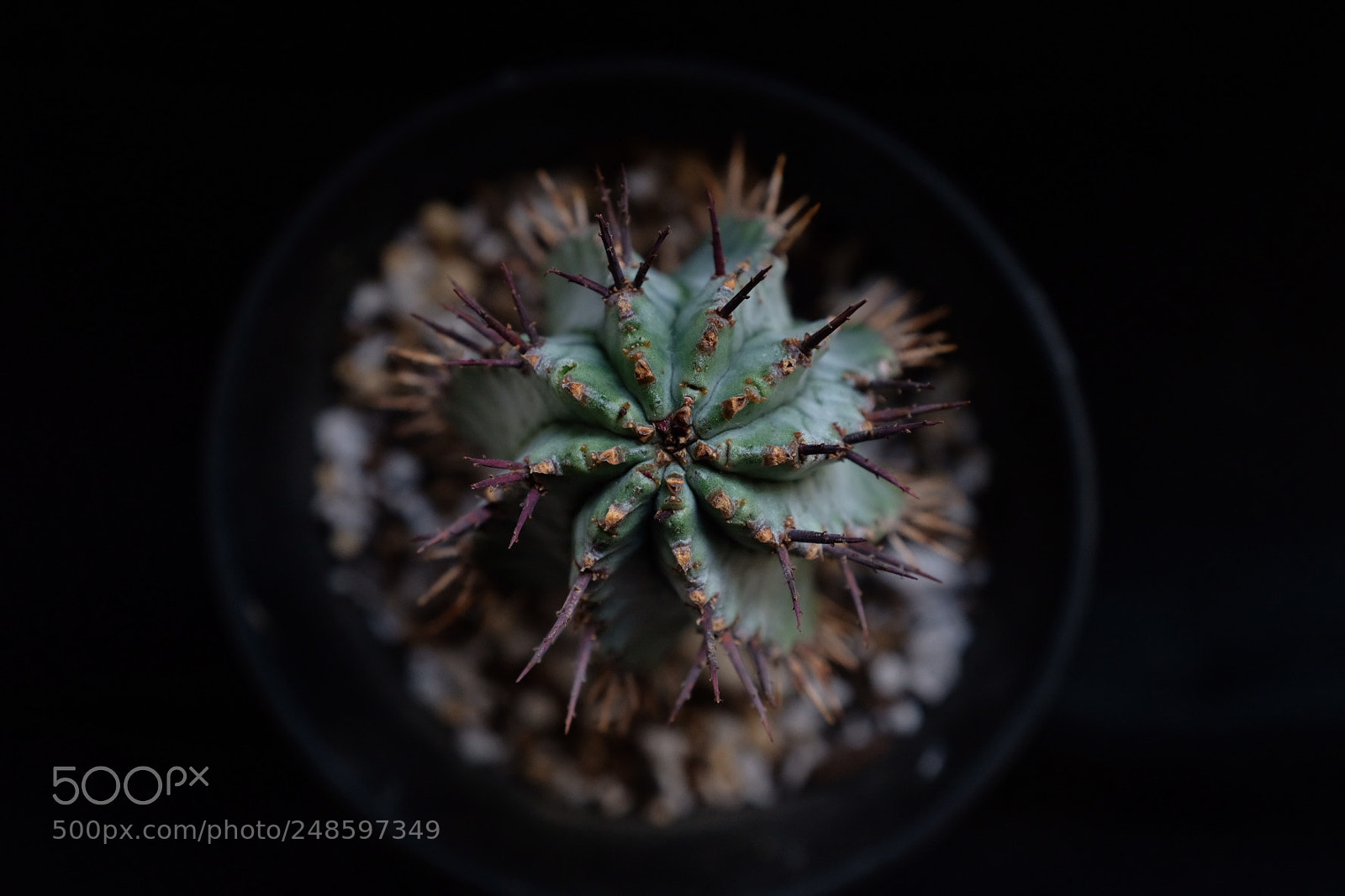 Fujifilm X100F sample photo. Plant photography