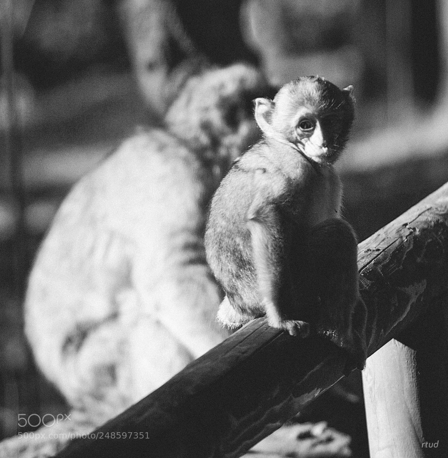 Canon EOS 20D sample photo. La montagne des singes #91 photography