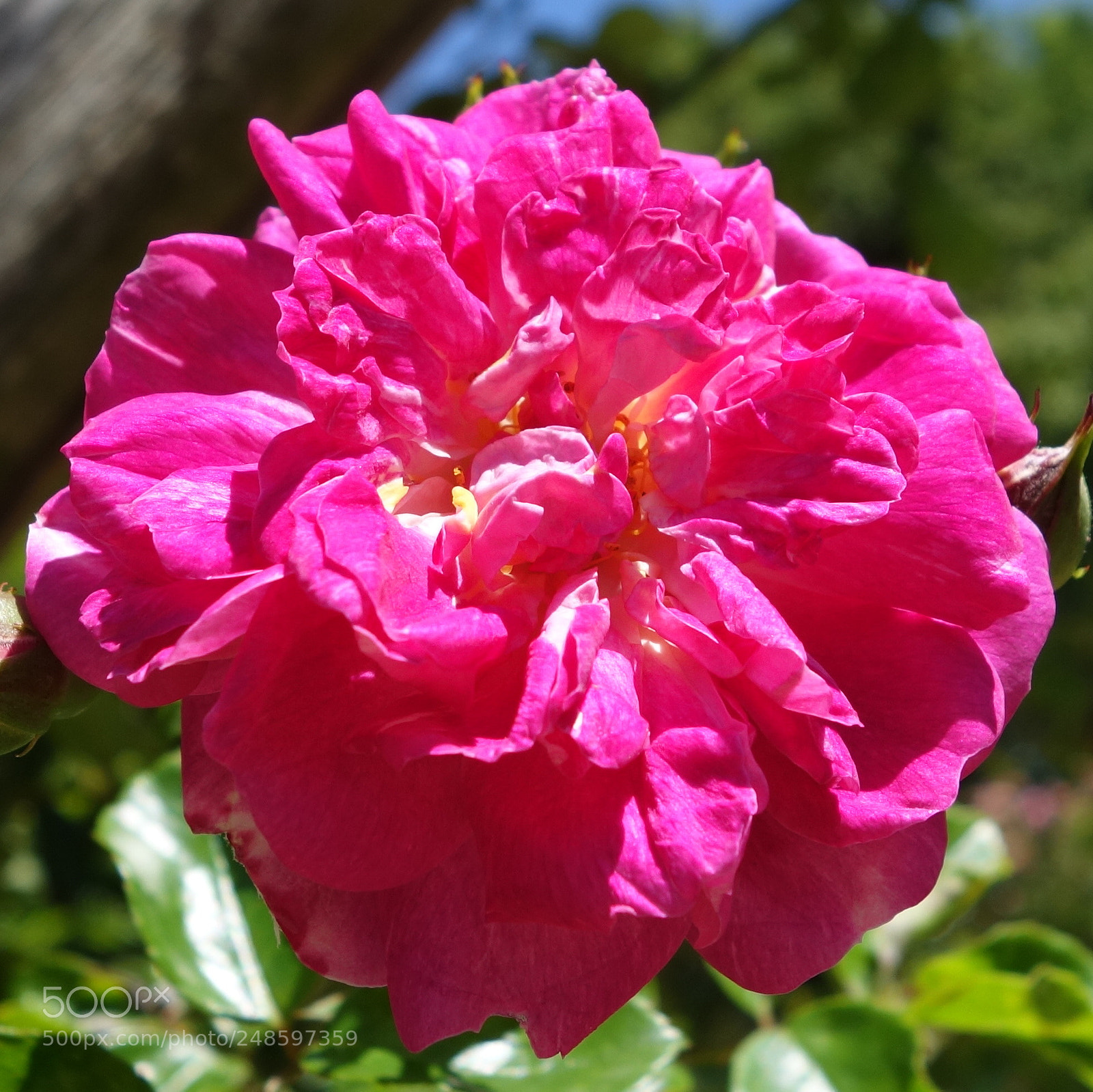 Sony Cyber-shot DSC-RX100 II sample photo. () cvp lot photography