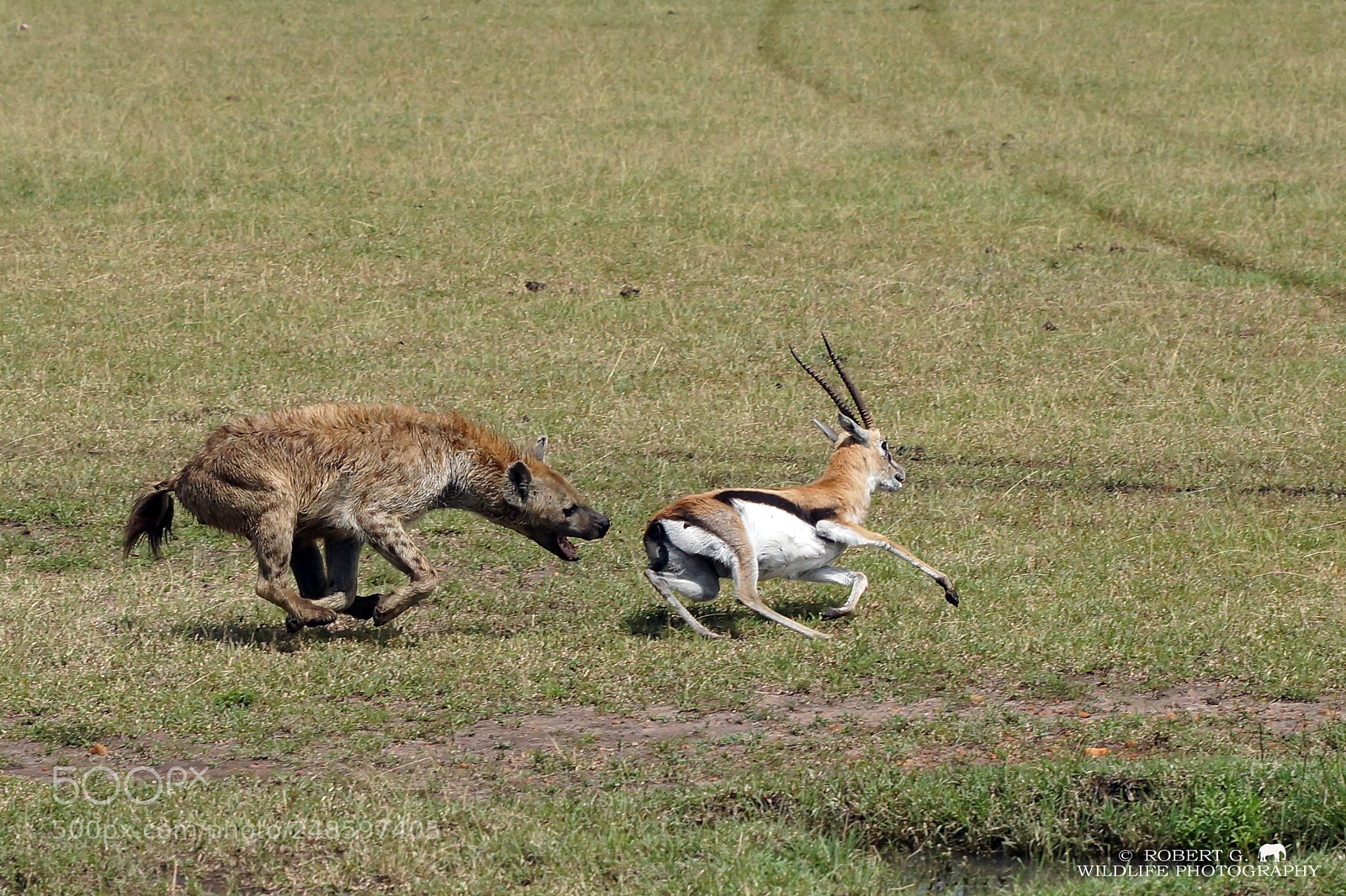 Sony SLT-A77 sample photo. Hunting hyena photography