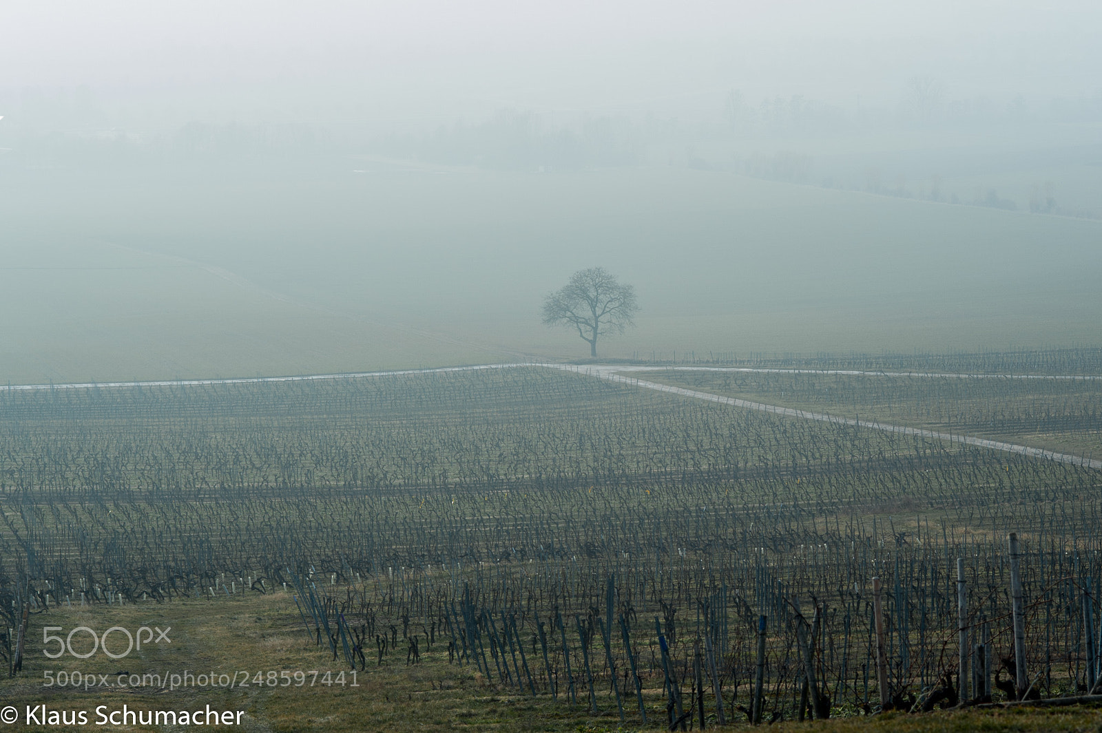 Nikon D700 sample photo. Tree junction photography
