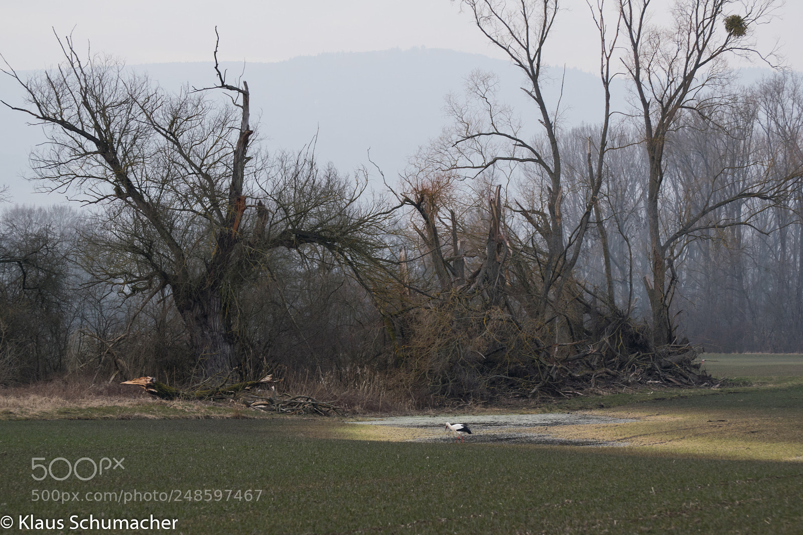 Nikon D5300 sample photo. Stork in spotlight photography