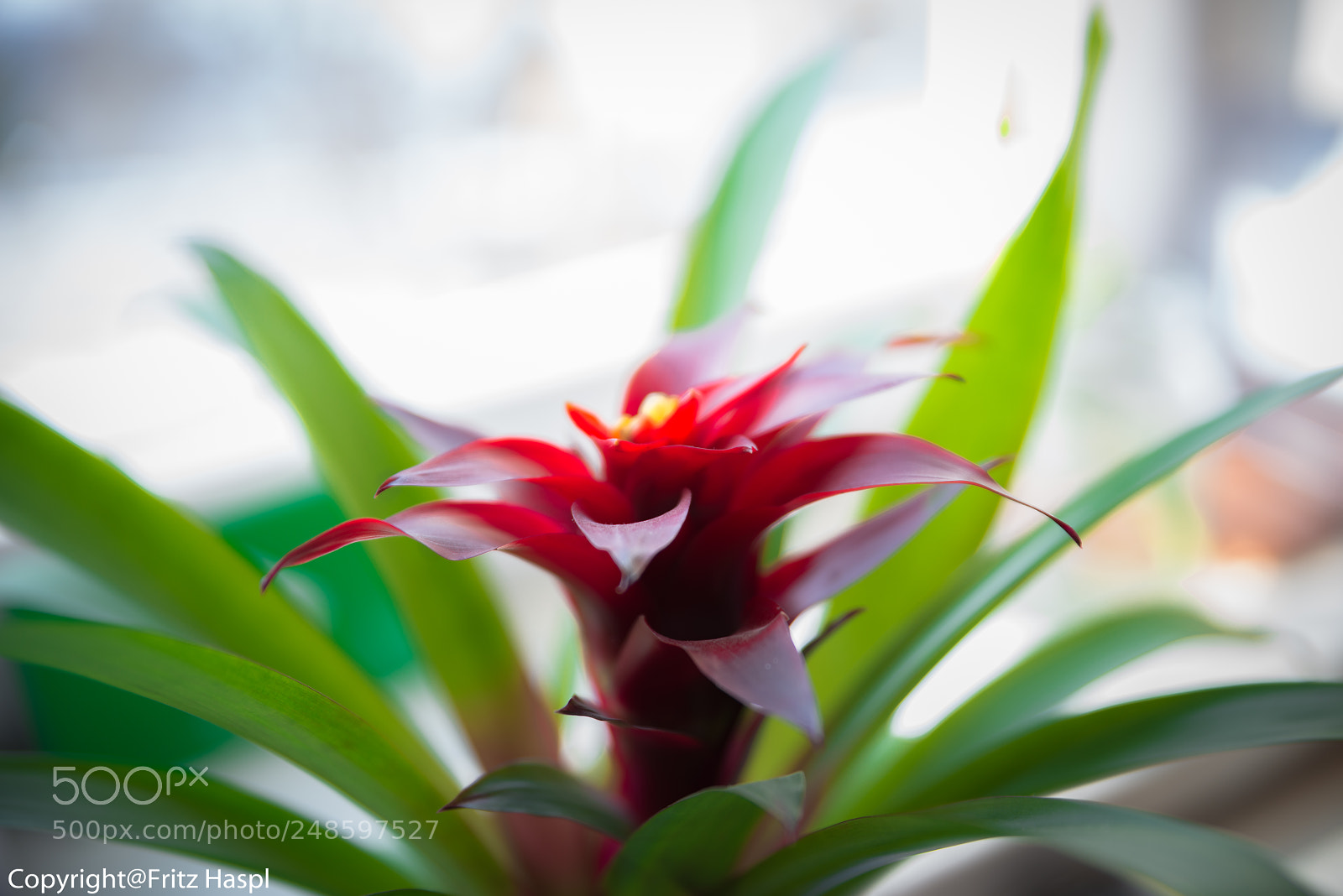 Nikon D800 sample photo. Beautiful flower photography