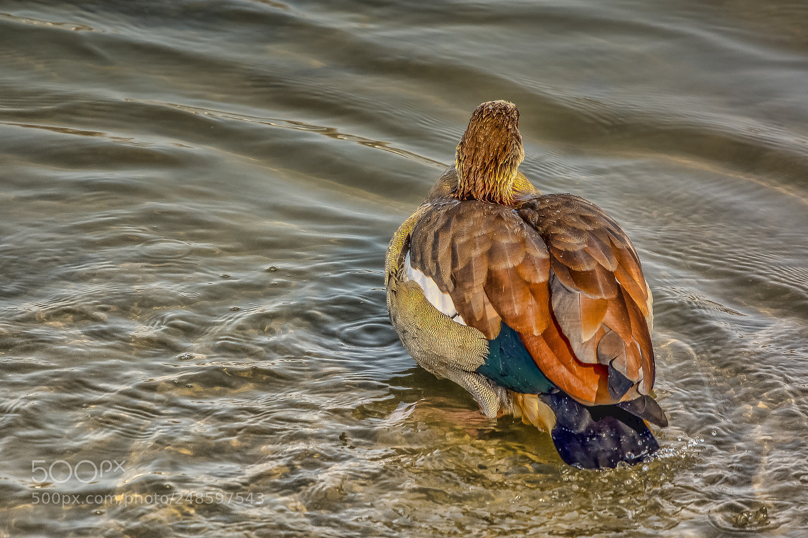 Nikon D7100 sample photo. Brazilian duck photography
