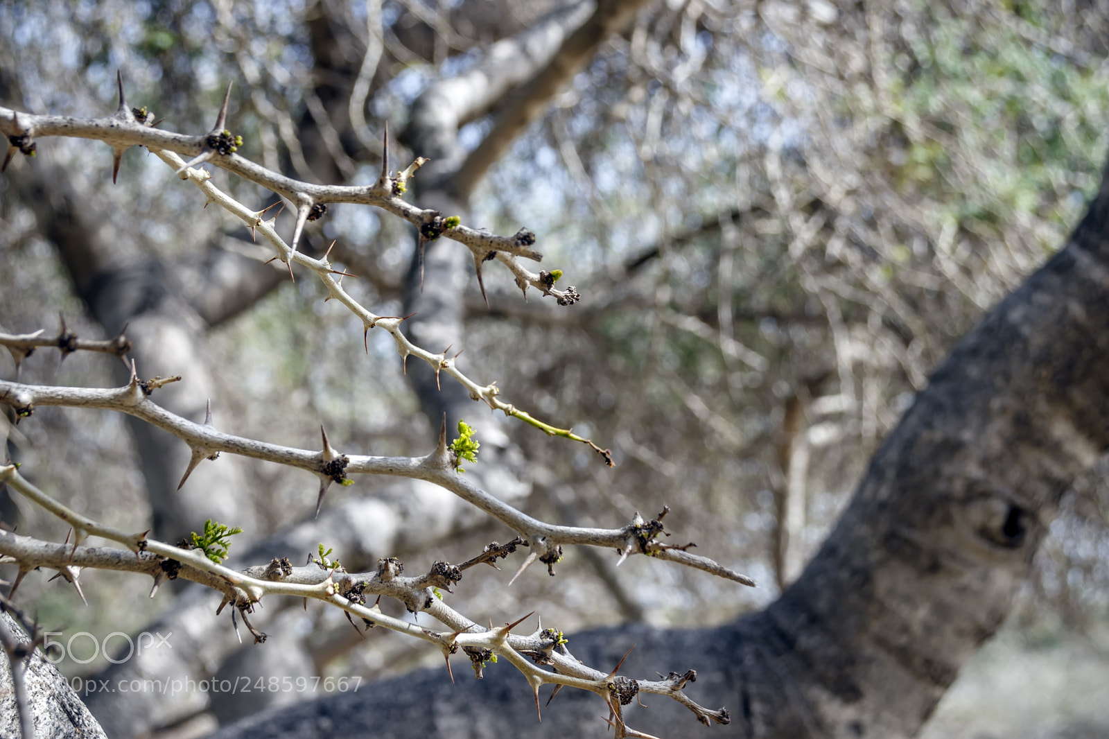 Canon EOS 80D sample photo. Prickly acacia branches with photography