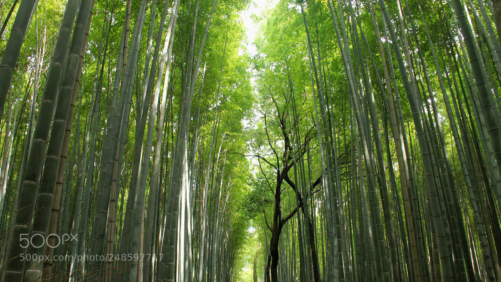 Canon EOS 600D (Rebel EOS T3i / EOS Kiss X5) sample photo. Bamboo forest photography