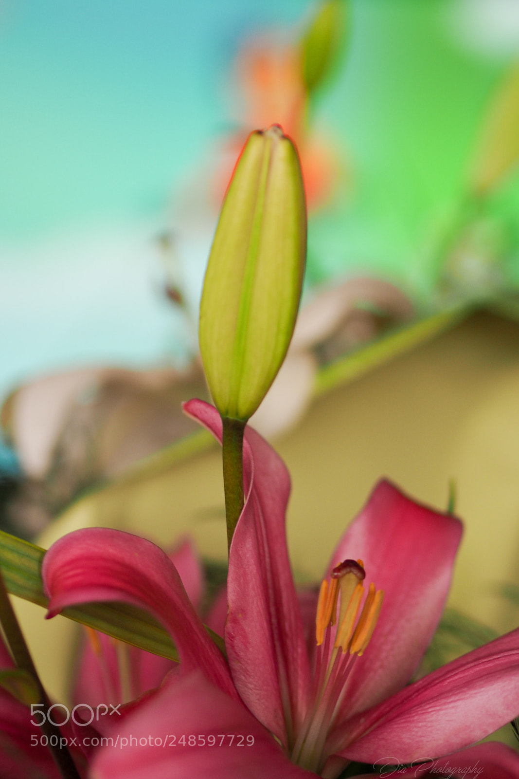 Olympus OM-D E-M10 sample photo. Flower dance photography