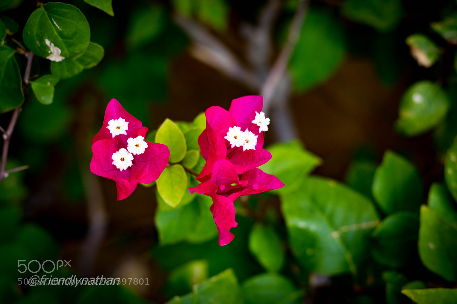 Canon EOS 77D (EOS 9000D / EOS 770D) sample photo. Flower in dubai photography