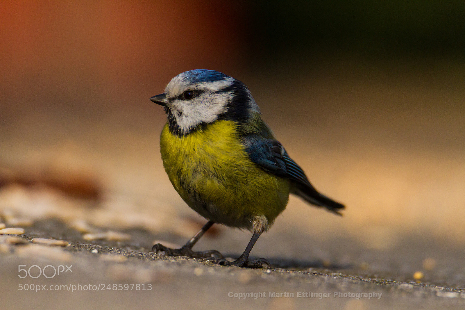 Canon EOS 7D sample photo. Bluetit parus caeruleus close photography