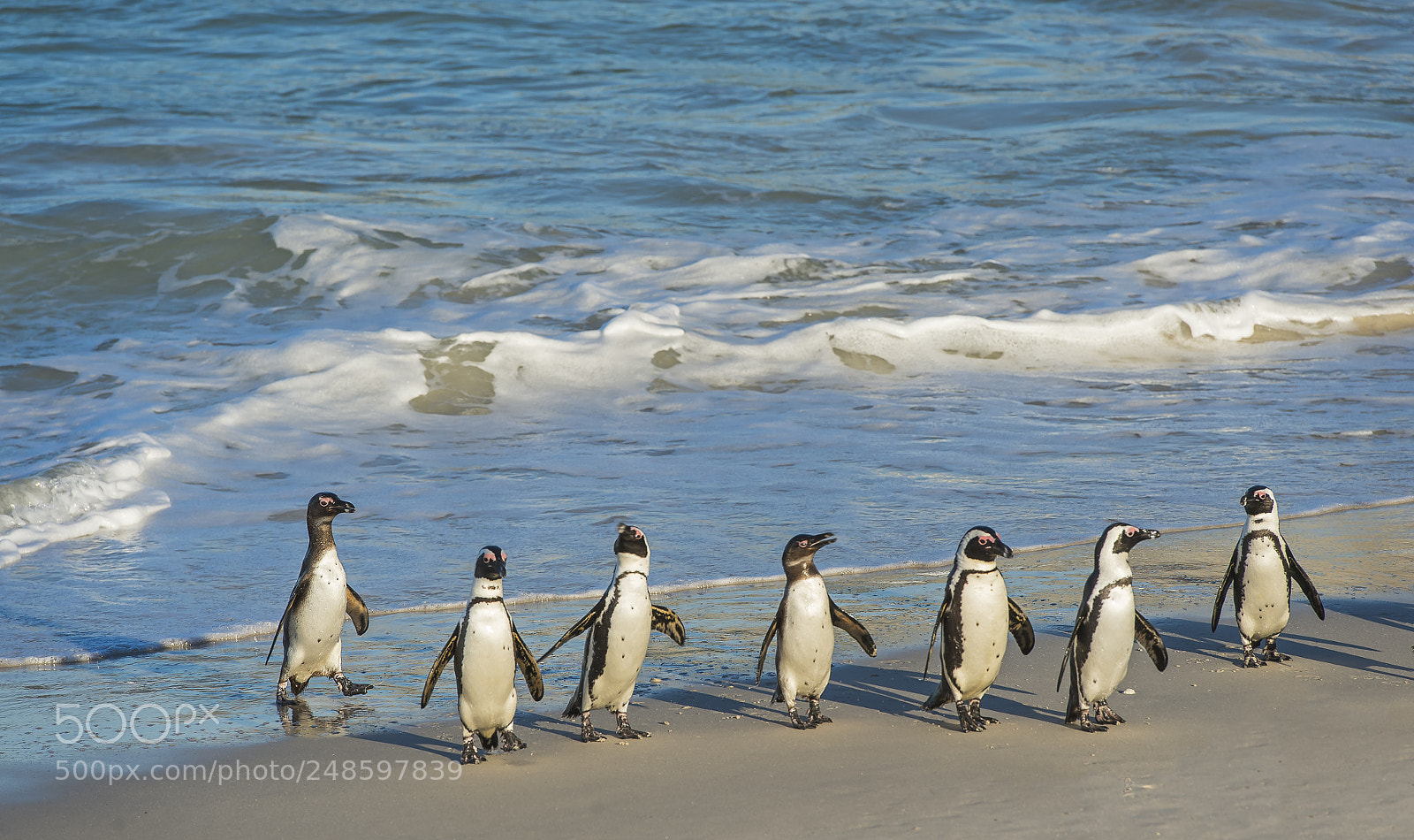 Nikon D4 sample photo. Penguins escape photography