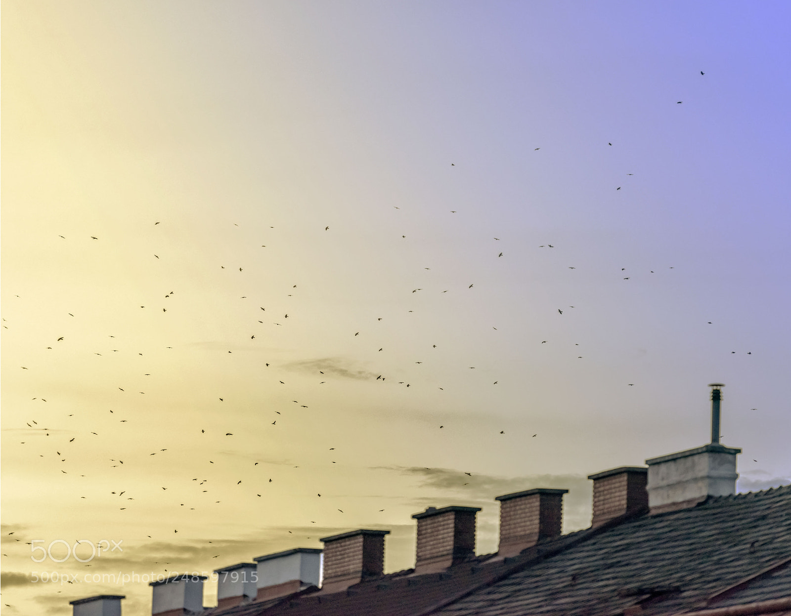 Nikon D800 sample photo. Birds over vienna photography