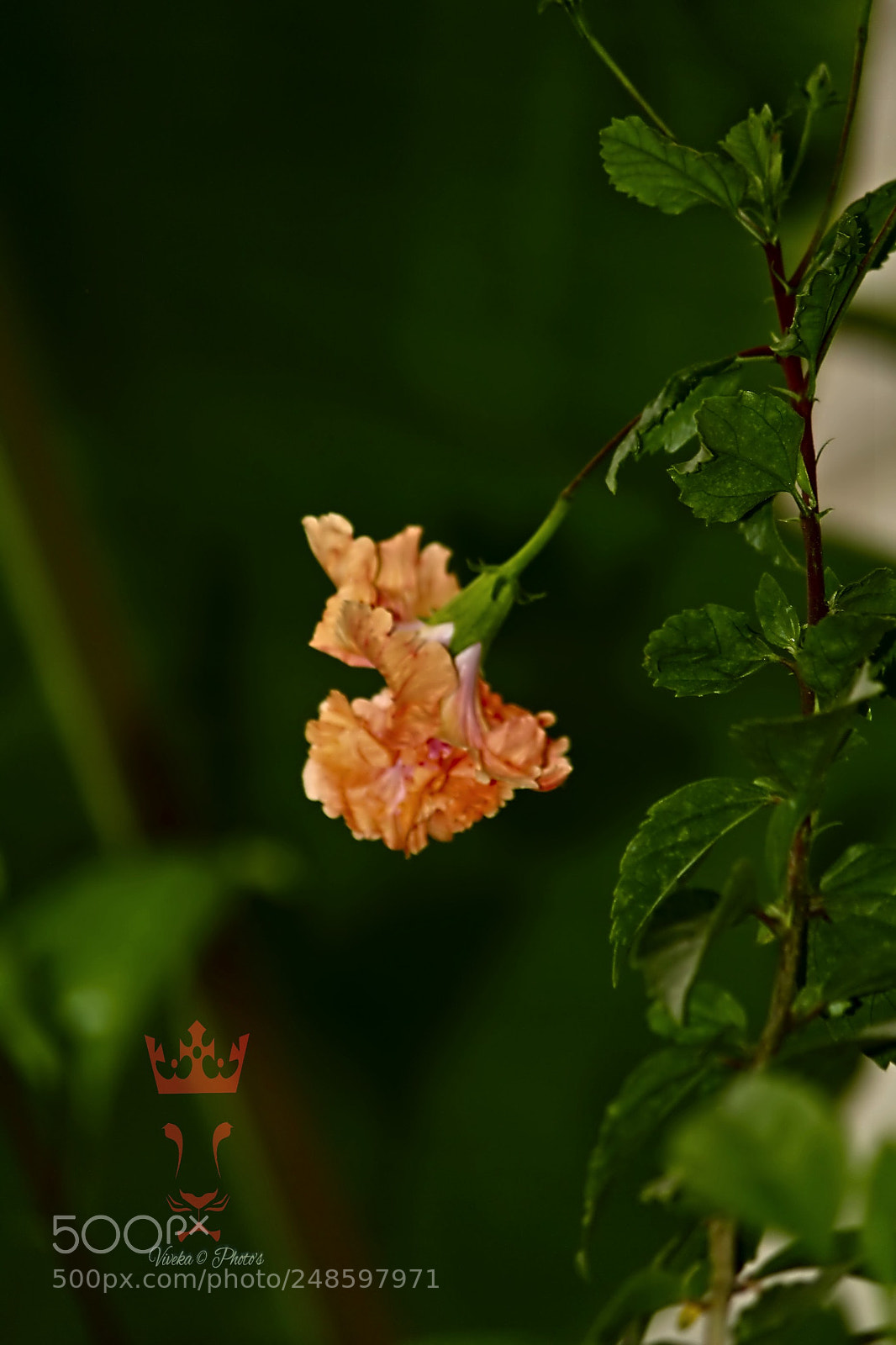 Canon EOS 1300D (EOS Rebel T6 / EOS Kiss X80) sample photo. My garden flowers photography