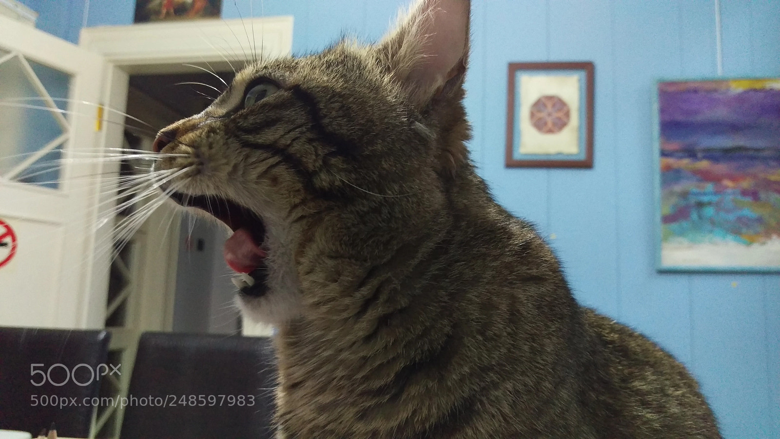 HTC ONE M9 sample photo. Cat photography
