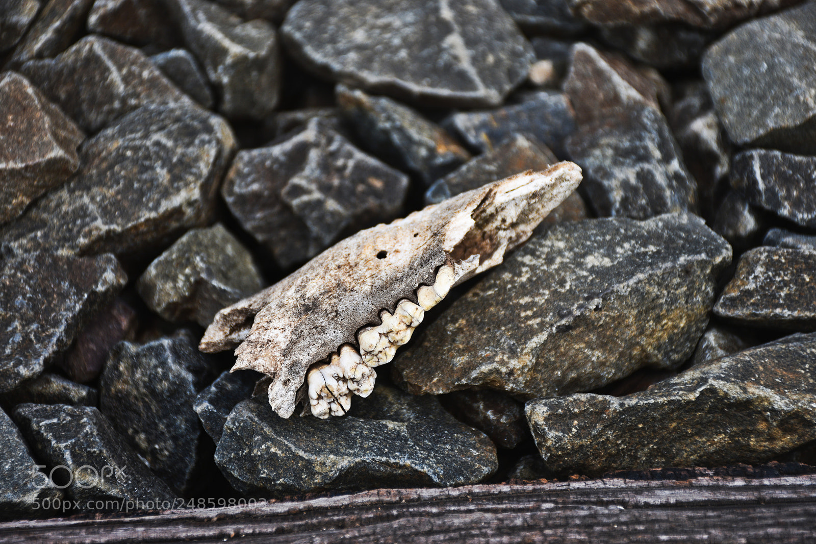 Nikon D5600 sample photo. Teeth photography