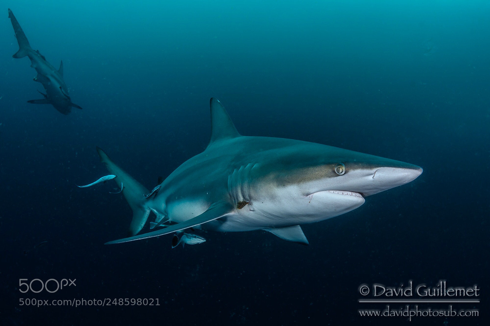 Nikon D7100 sample photo. Oceanic blacktip photography