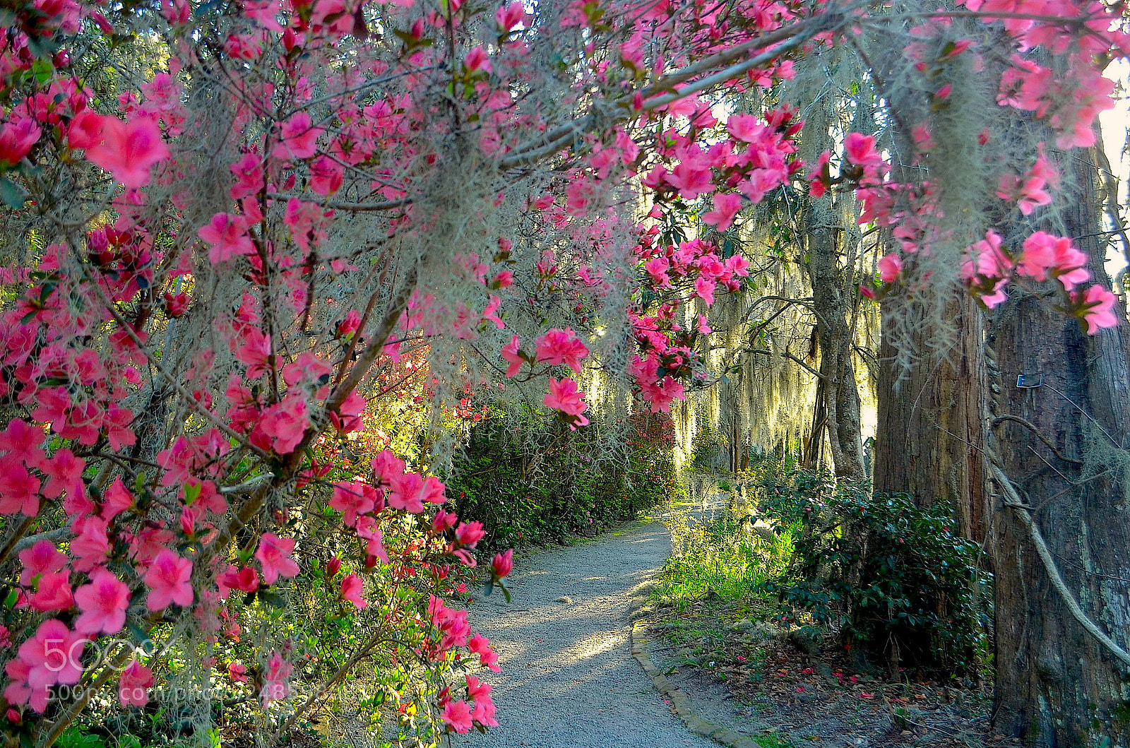 Nikon D5100 sample photo. Path with azaleas, magnolia photography