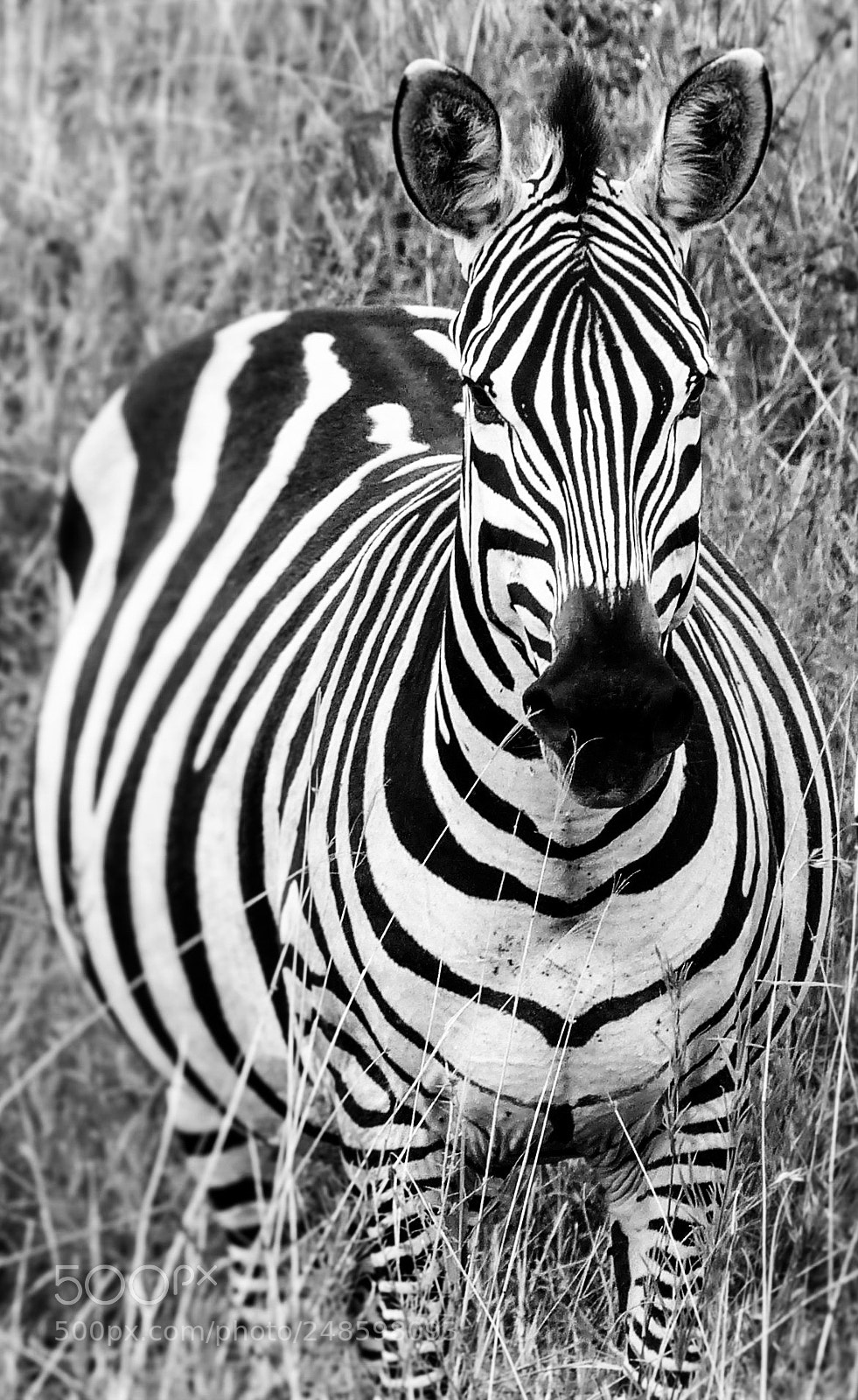 Panasonic Lumix DMC-FZ200 sample photo. The white stripes photography