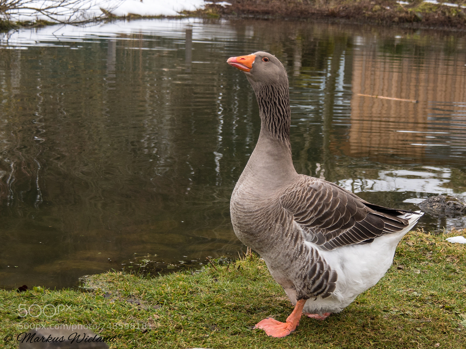 Panasonic Lumix DC-G9 sample photo. Gans im bergtierpark photography