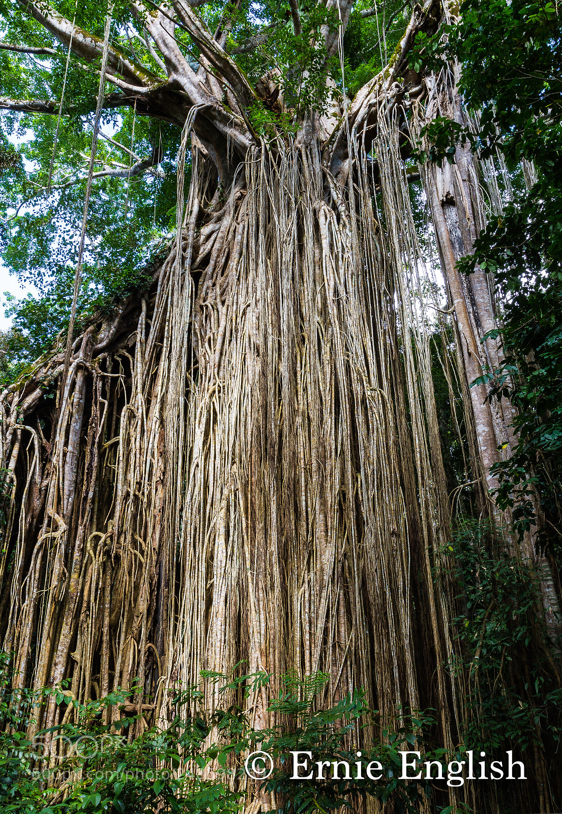 Canon EOS 7D sample photo. Curtain figtree photography