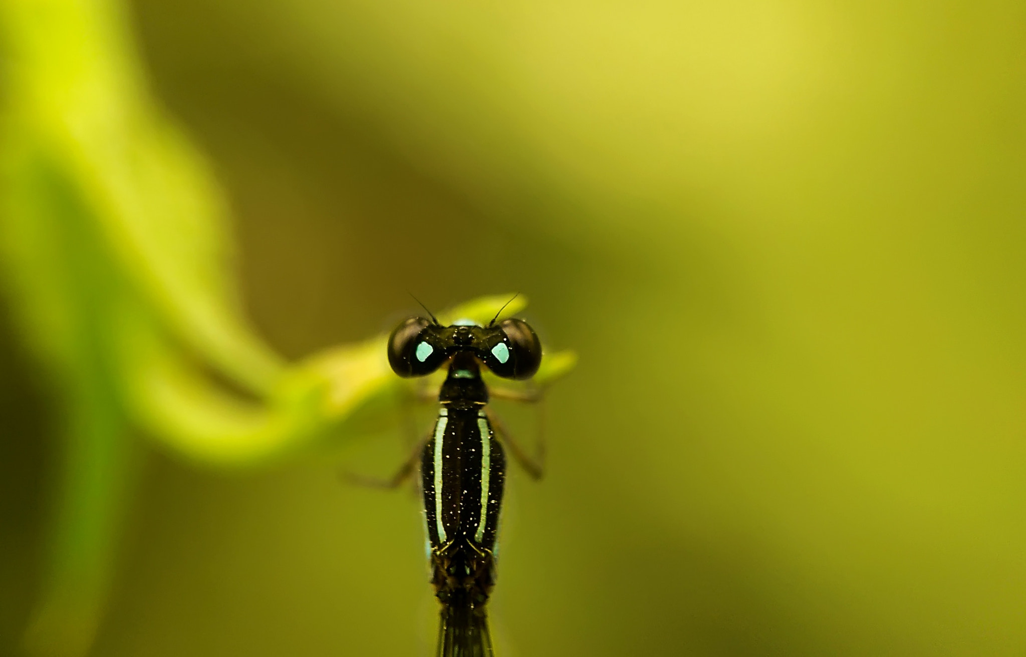 HTC ONE (M8) sample photo. Macro photography