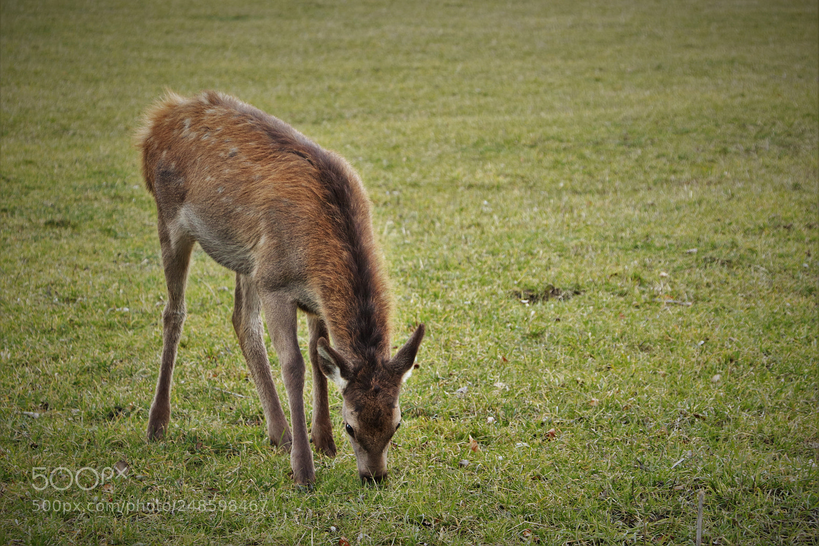 Canon EOS 77D (EOS 9000D / EOS 770D) sample photo. Wild fawn photography