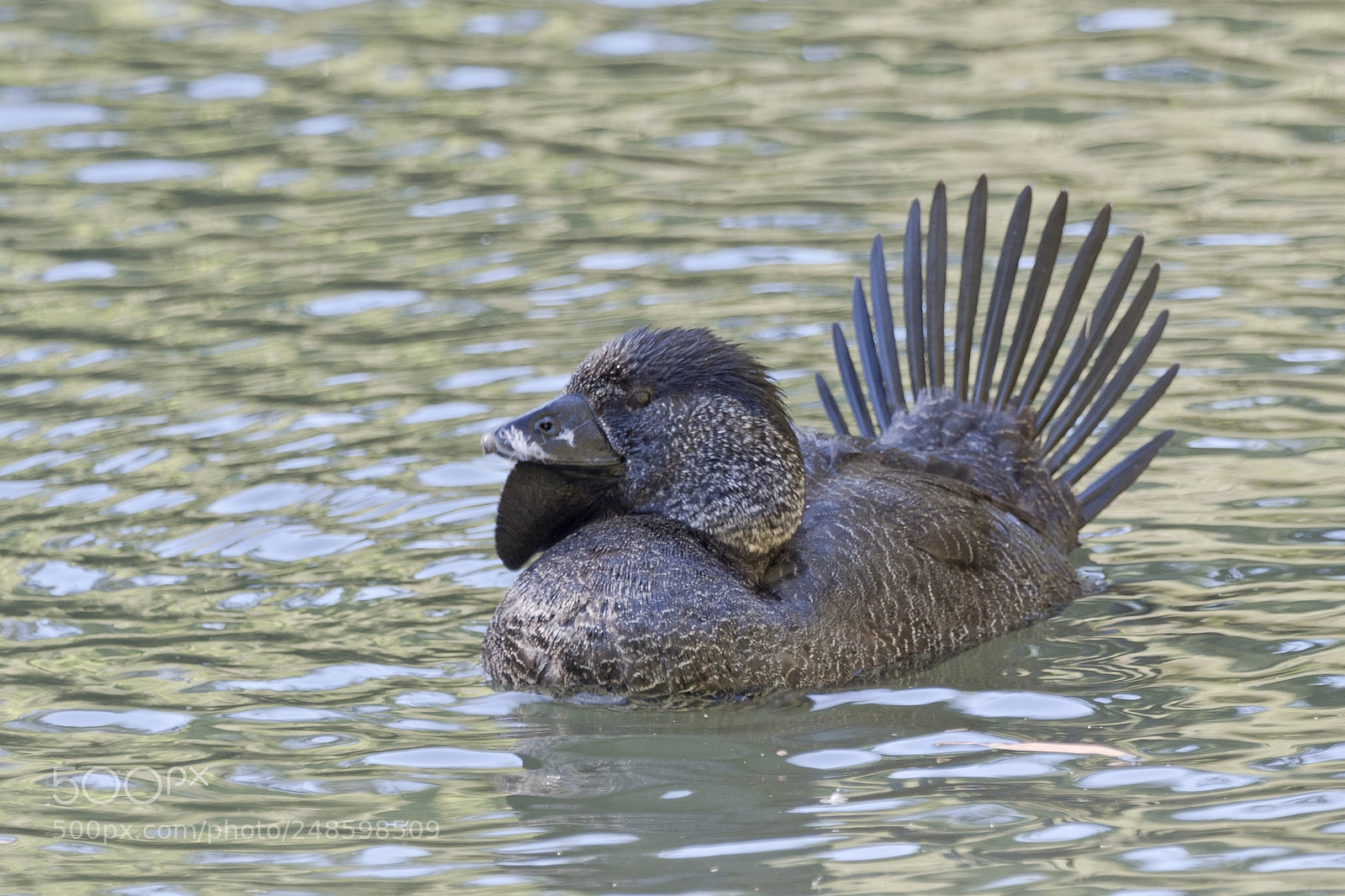 Olympus OM-D E-M1 Mark II sample photo. Musk duck photography