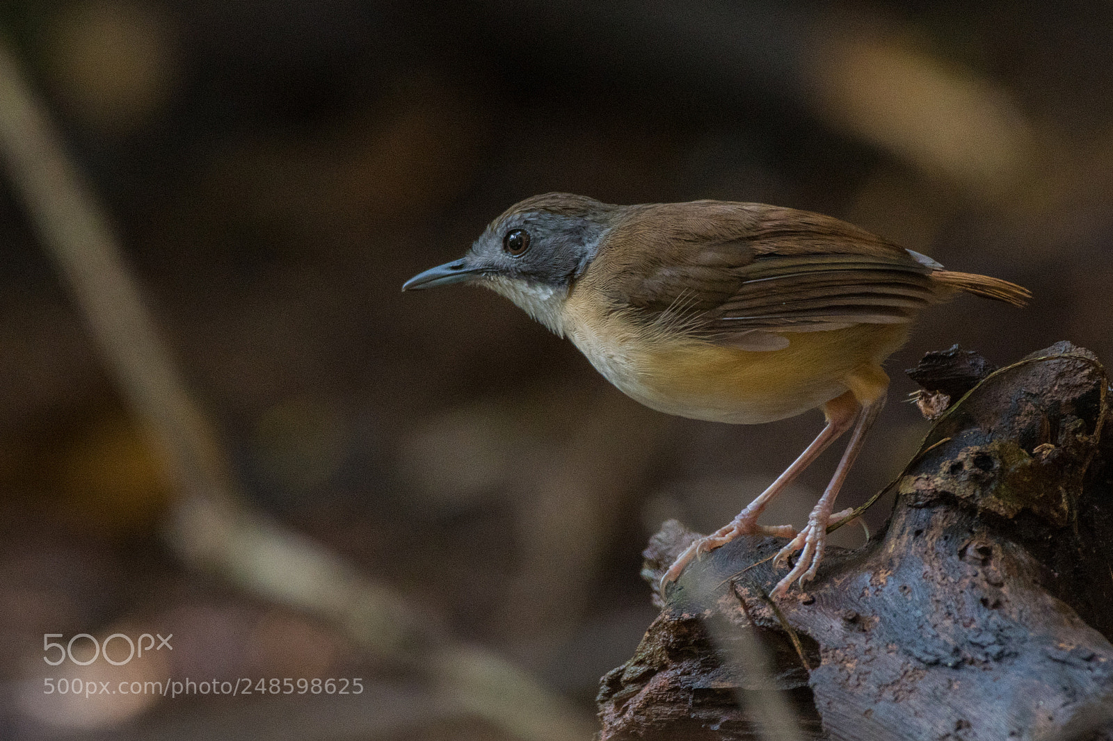 Nikon D500 sample photo. Short-tailed babbler photography