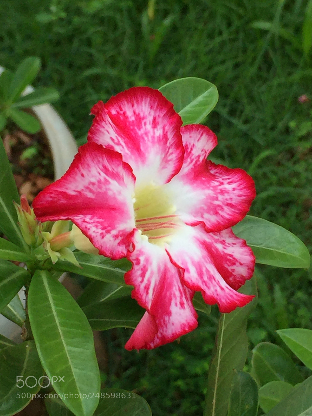 Apple iPhone 6 sample photo. Untitled photography