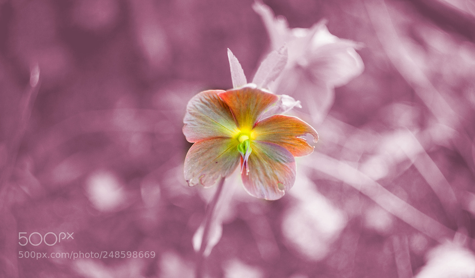 Canon EOS 40D sample photo. Colorful photography