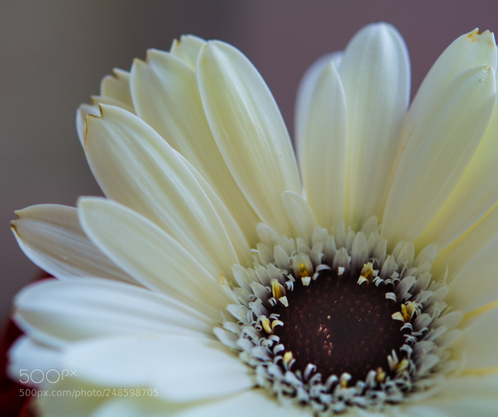 Nikon D7100 sample photo. Flower.. photography