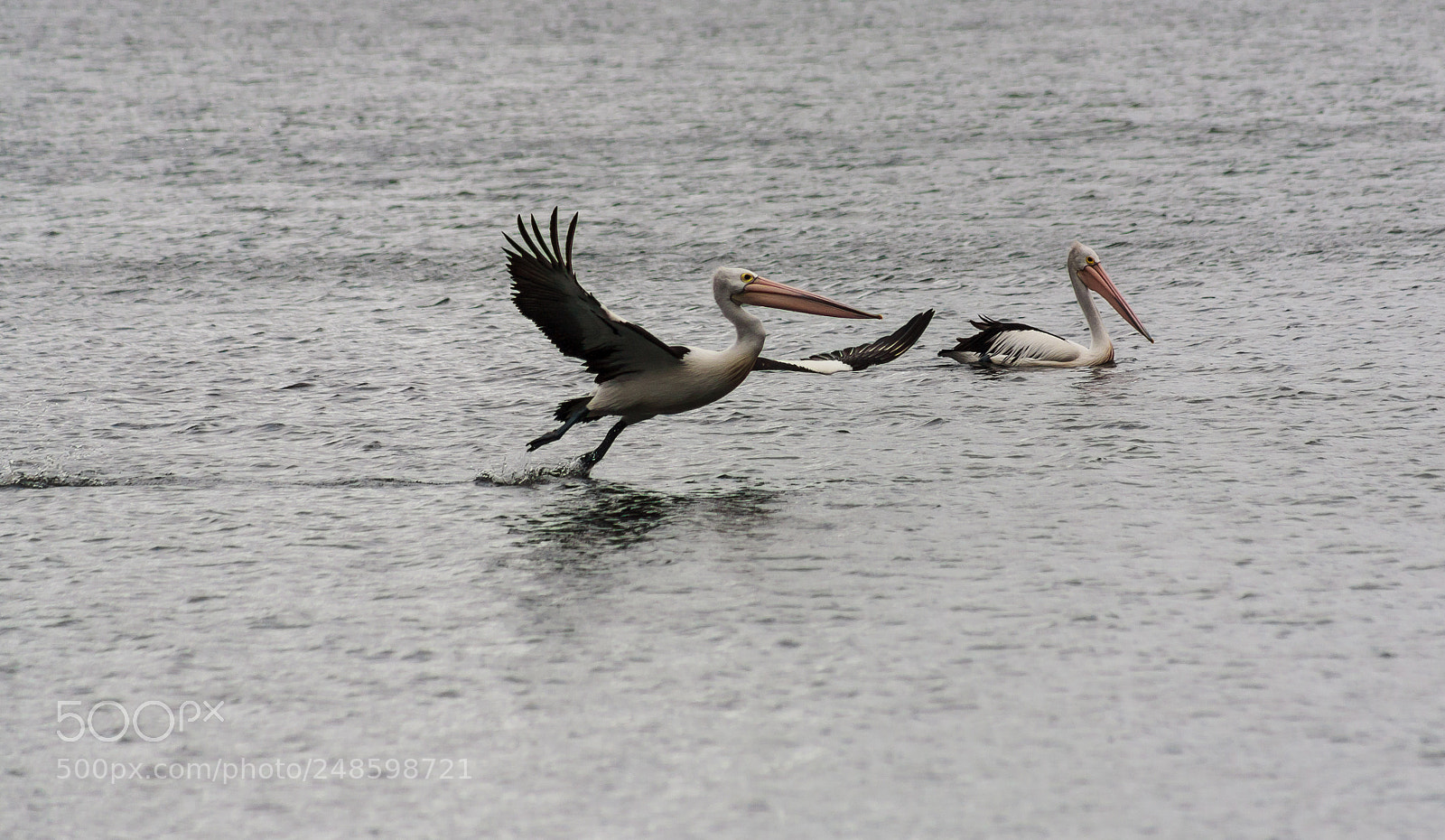 Canon EOS 5D sample photo. Pelican ballet photography