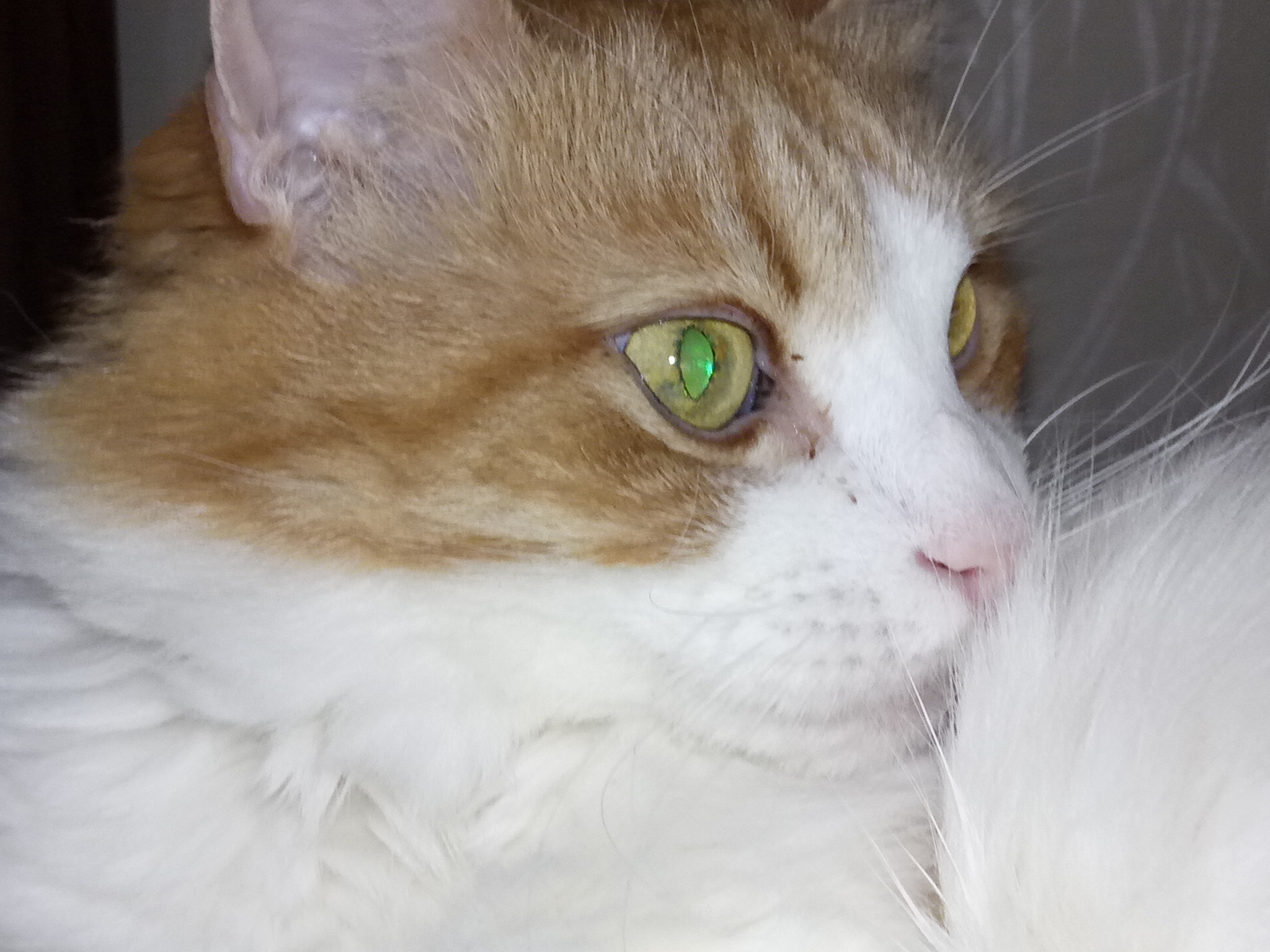 HUAWEI honor 6C Pro sample photo