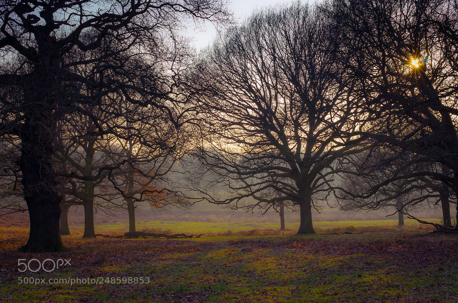Pentax K-5 sample photo. Richmond park photography
