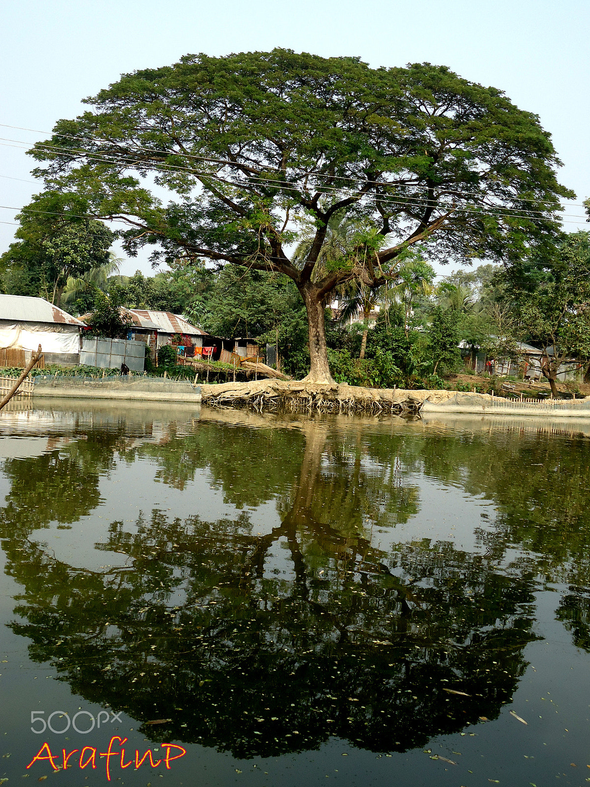 Sony DSC-W550 sample photo. Tree without roots photography