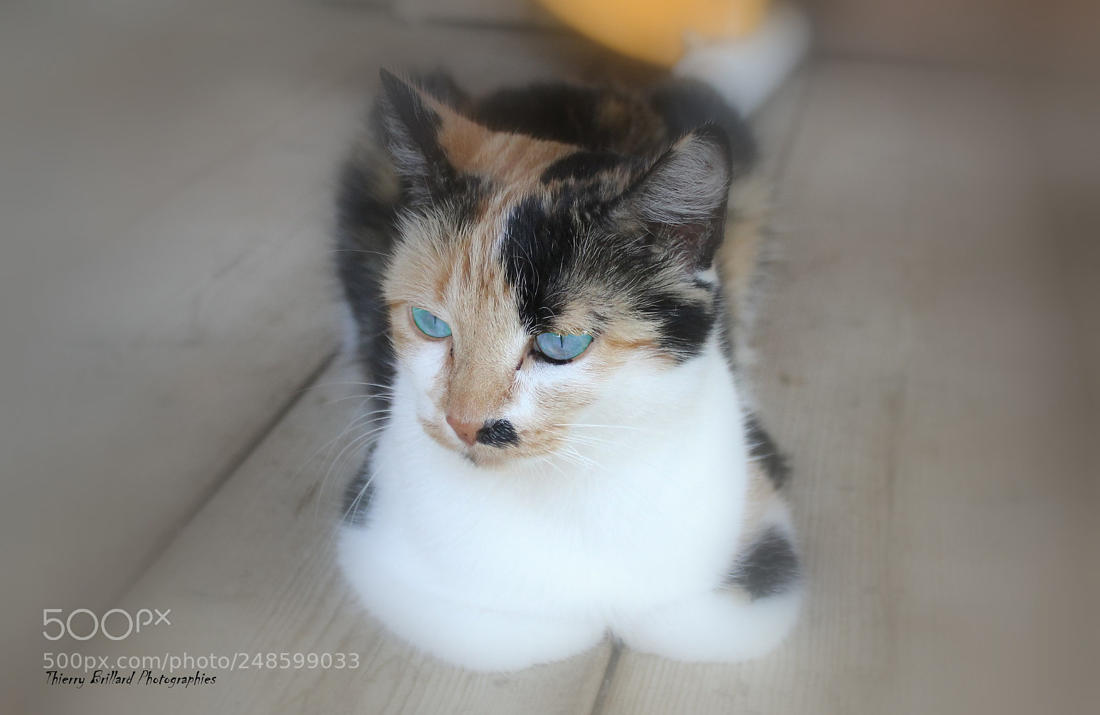 Canon EOS 600D (Rebel EOS T3i / EOS Kiss X5) sample photo. Le chat aux yeux photography