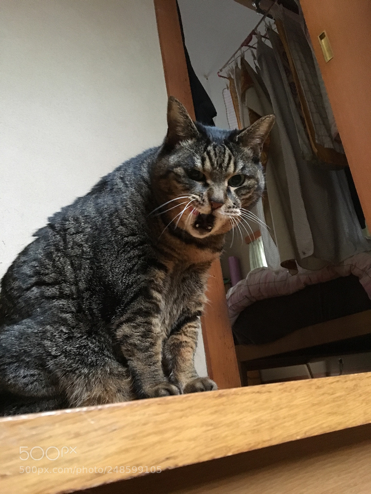 Apple iPhone 6s sample photo. ひじき photography