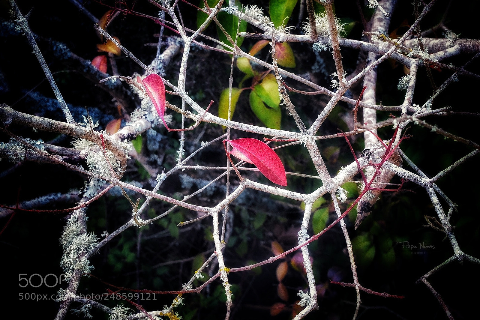 Fujifilm X-T10 sample photo. Winter colours photography