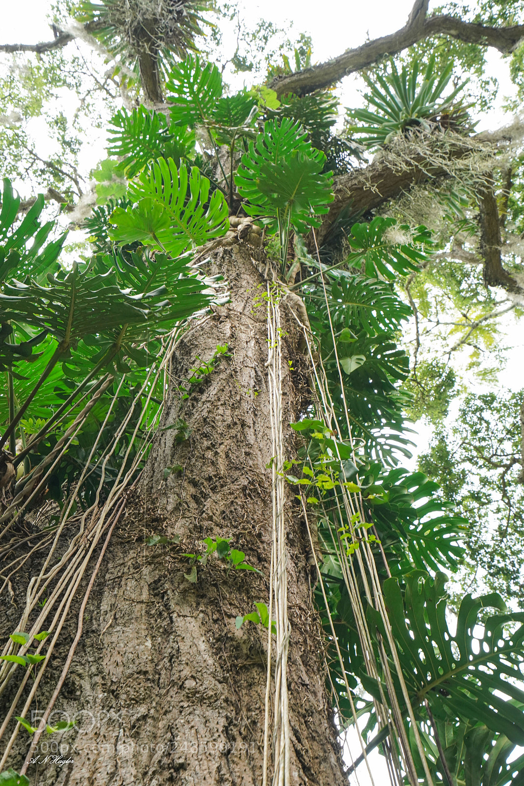 Sony a9 sample photo. Epiphytes on old tropical photography